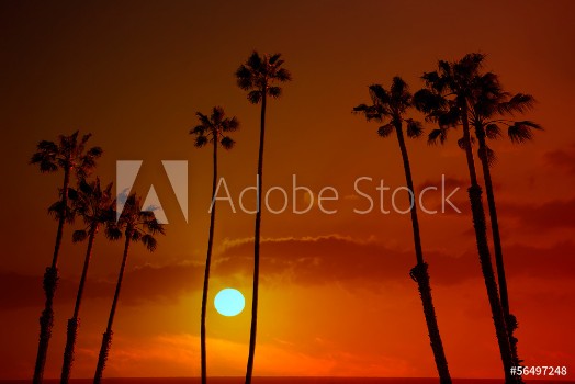 Picture of California high palm trees sunset sky silohuette